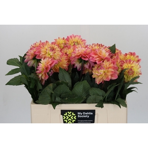 Dahlia Princess Elisabeth