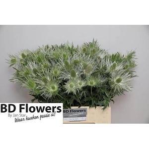 Eryng White Star BD Flowers By Jan Star