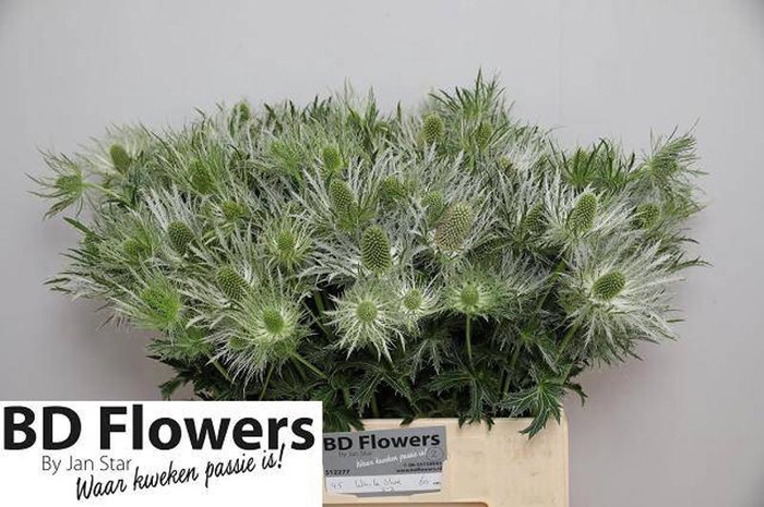<h4>Eryng White Star BD Flowers By Jan Star</h4>