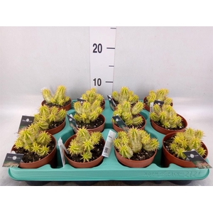 Euphorbia   ...