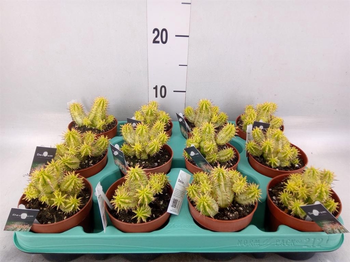 <h4>Euphorbia   ...</h4>