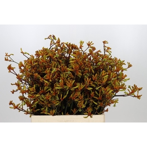 Anigozanthos Bush Sunset