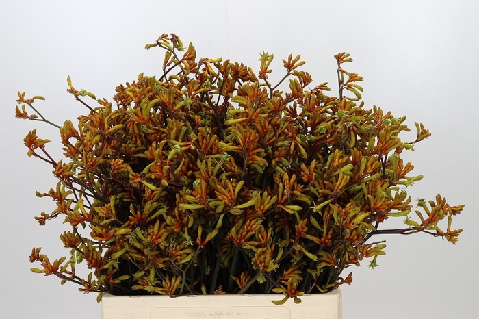 <h4>Anigozanthos Bush Sunset</h4>