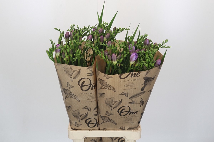 <h4>Freesia One XXL Blue</h4>