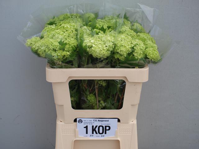 <h4>Viburnum Roseum St</h4>