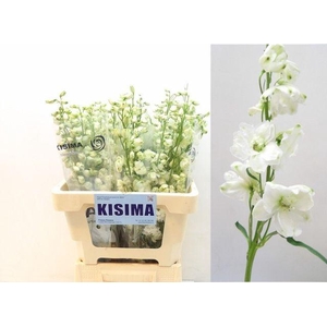 DELPH DU GUARD WHITE