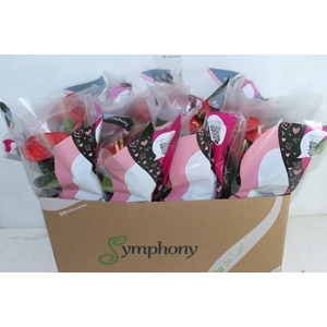 ANTHURIUM QUERIDA P15