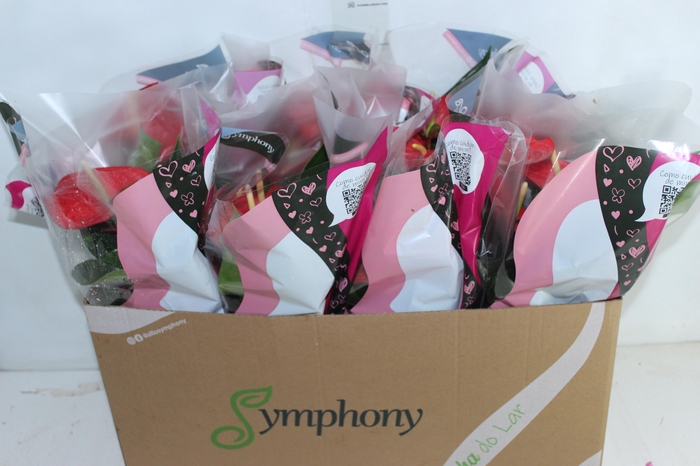 <h4>ANTHURIUM QUERIDA P15</h4>