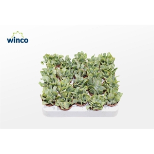 Crassula Undilatifolia