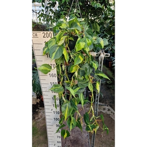 Philodendron Scandens Brazil hangplant