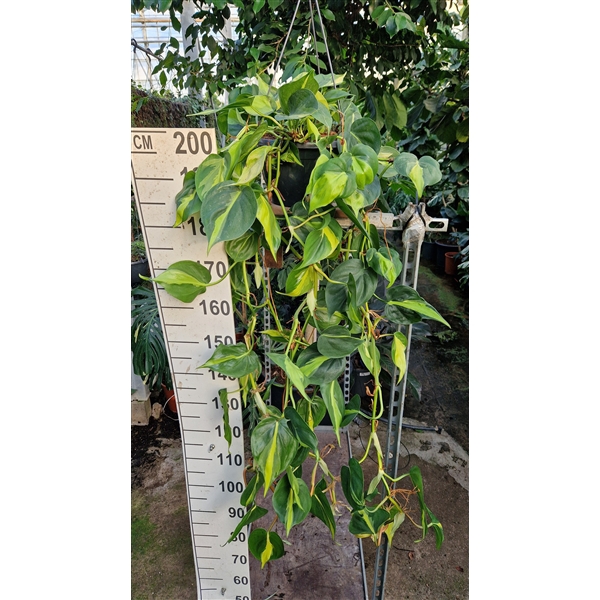 <h4>Philodendron Scandens Brazil hangplant</h4>