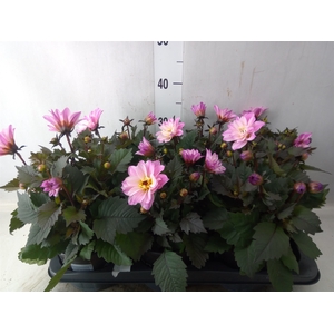 Dahlia  'Dahlinova Tempt Pink Bico'