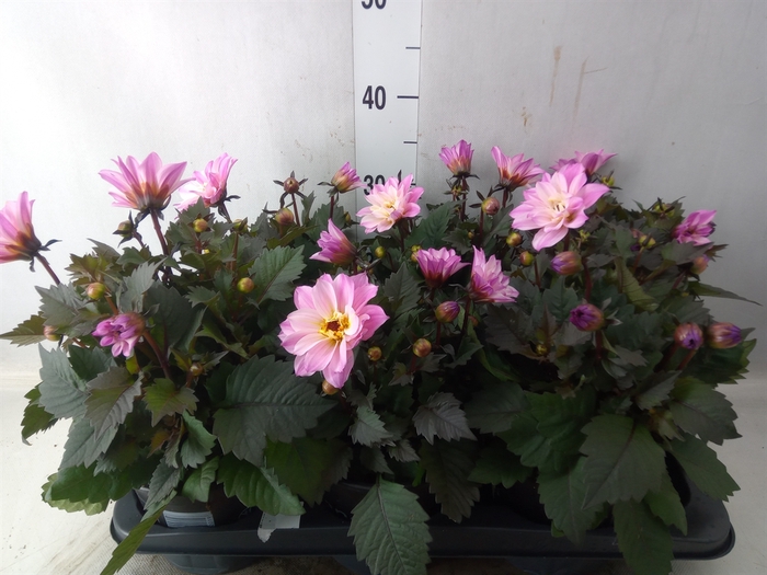 <h4>Dahlia  'Dahlinova Tempt Pink Bico'</h4>