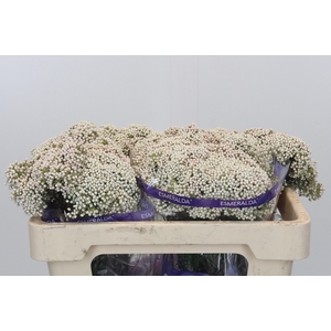 Ozothamnus Cooks Snow White