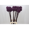 Allium Summer Drummer