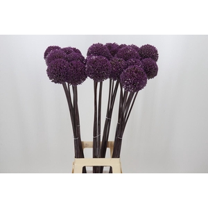 Allium Summer Drummer
