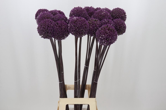 <h4>Allium Summer Drummer</h4>