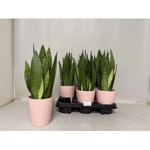 Sansevieria zeylanica