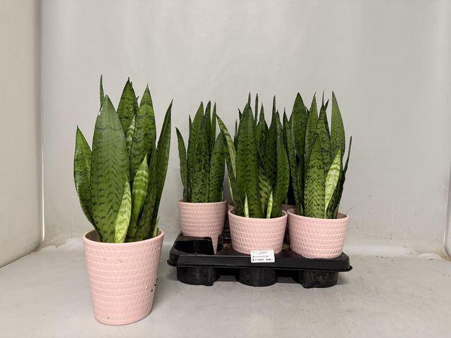 <h4>Sansevieria zeylanica</h4>