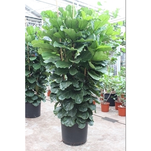 Ficus Lyrata 6 per pot