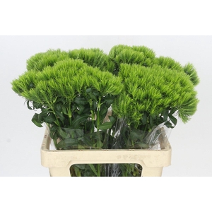 Dianthus Br Kiwi Mellow