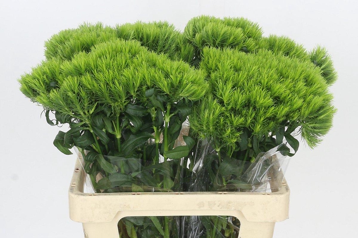 <h4>Dianthus Br Kiwi Mellow</h4>