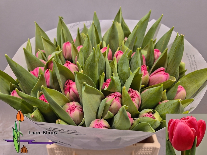 <h4>TU DU ANGEL CHEEKS</h4>