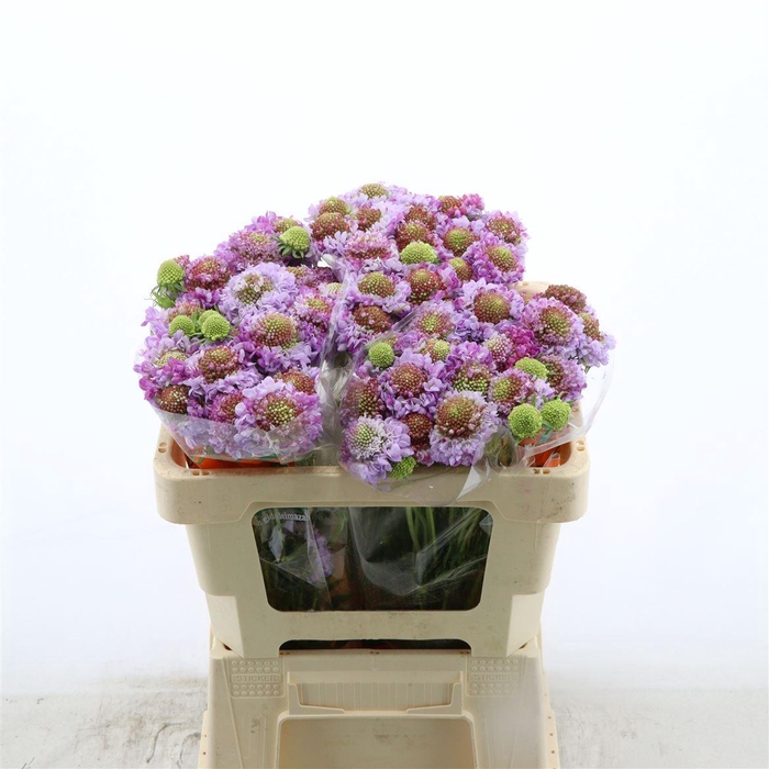 <h4>Scabiosa atropurpurea Focal Scoop Lilac</h4>