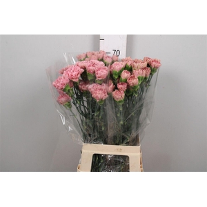 Di St Lege Pink