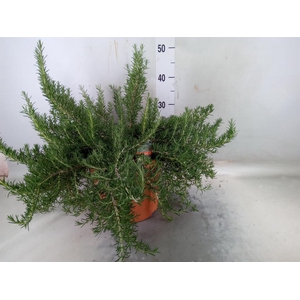 Rosmarinus officinalis 'Prostratus'