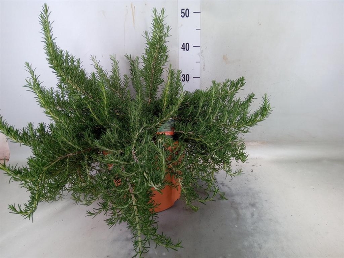 <h4>Rosmarinus officinalis 'Prostratus'</h4>