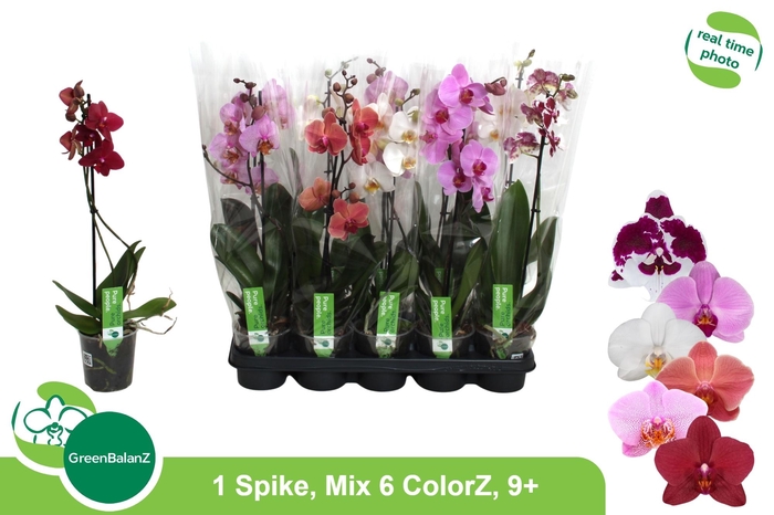 <h4>PHAL GEM 6 KL</h4>