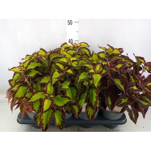 Plectranthus col.   ...mix