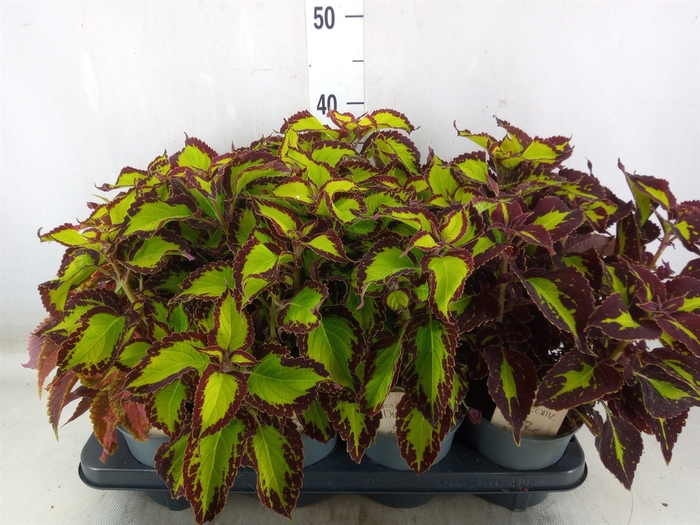 <h4>Plectranthus col.   ...mix</h4>
