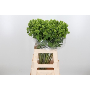 Phlox P Green Forest