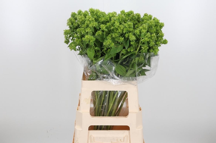 <h4>Phlox P Green Forest</h4>