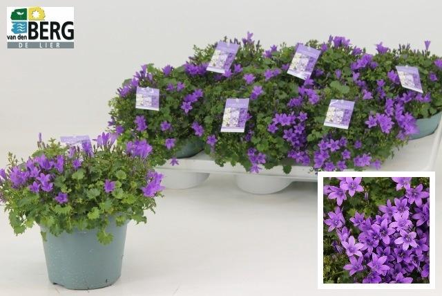 Camp Portenschlagian