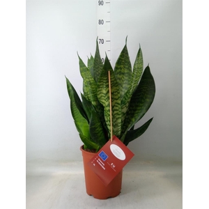Sansevieria trifa. 'Black Coral'