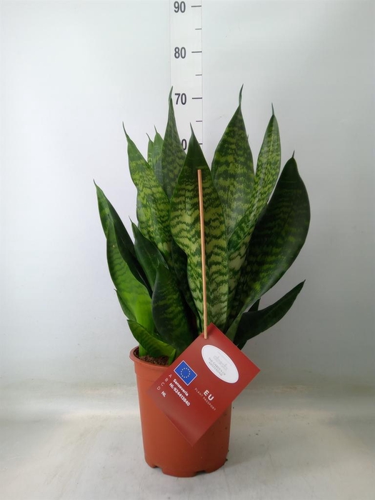 <h4>Sansevieria trifa. 'Black Coral'</h4>