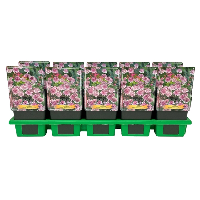 <h4>Astrantia major</h4>