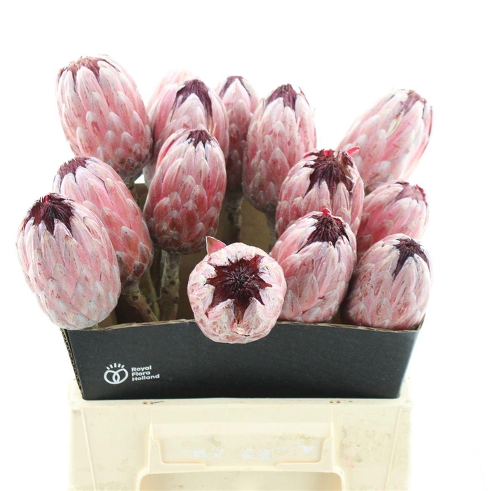 <h4>Protea Pink Ice</h4>