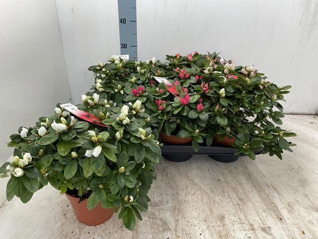 <h4>RHODO SI VOGEL GEM</h4>