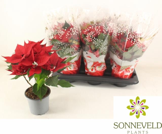 <h4>EUPHOR P CHR F RED</h4>