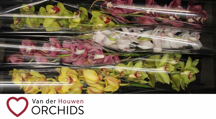 <h4>70 cm gemengd</h4>