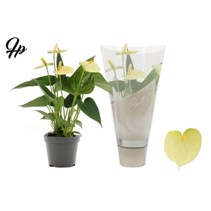 Anthurium 9 cm Vanilla in Couture sleeve