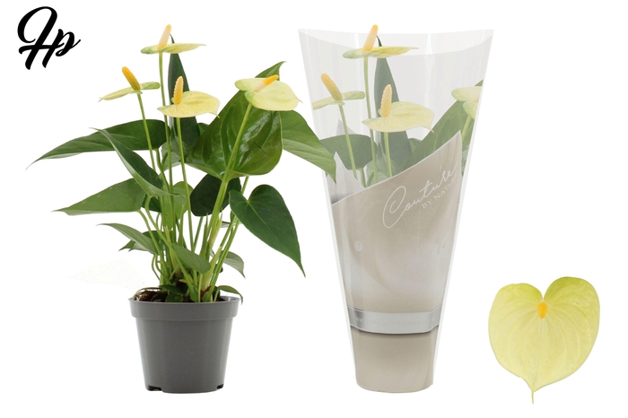 <h4>Anthurium 9 cm Vanilla in Couture sleeve</h4>