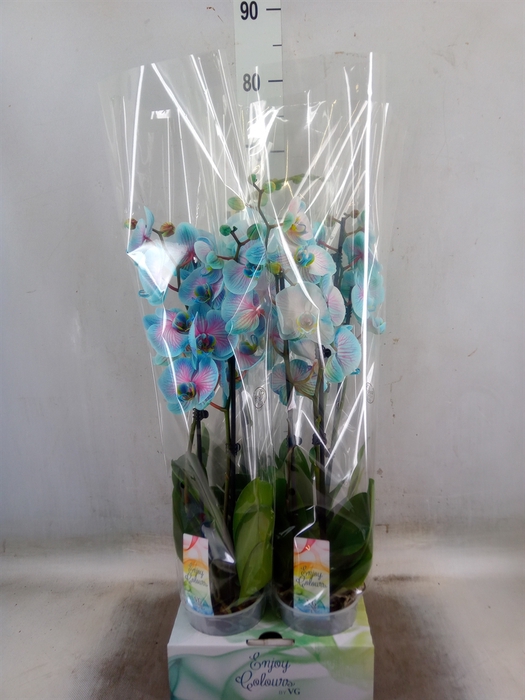 <h4>Phalaenopsis   ...</h4>