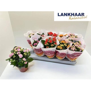 KAL GE PERF GEM 5 KL