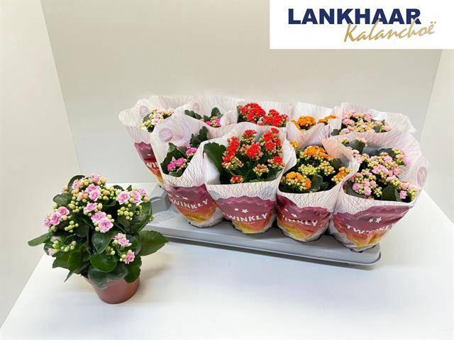 <h4>KAL GE PERF GEM 5 KL</h4>