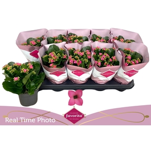 KAL EN BEL ROSA PINK